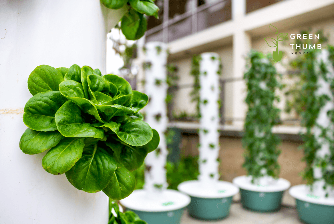 Hydroponic systems installed by GreenThumb KE